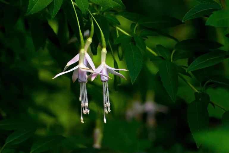 2 Quote A Flower Daily - White Fuchsia Hawkshead