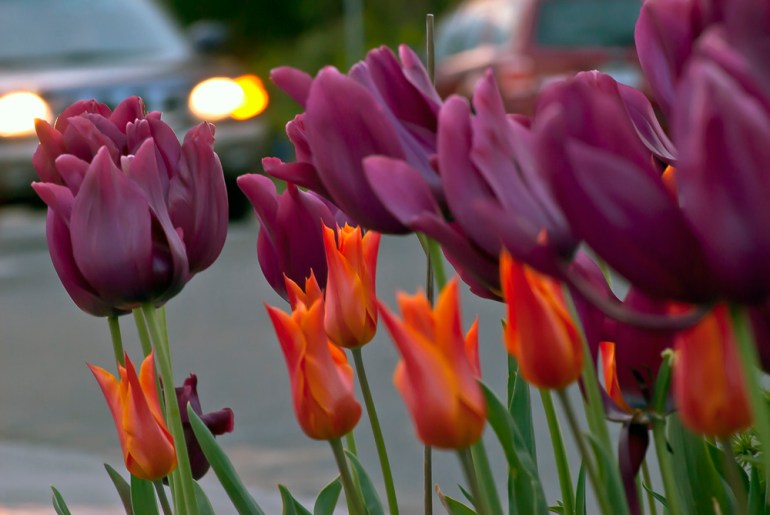 2 Quote A Flower Daily - Lights and Tulips