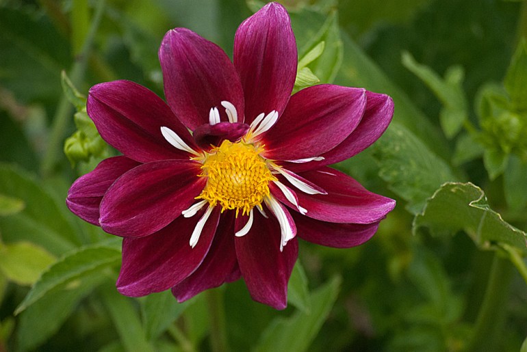 2 Quote A Flower Daily - Maroon Dahlia