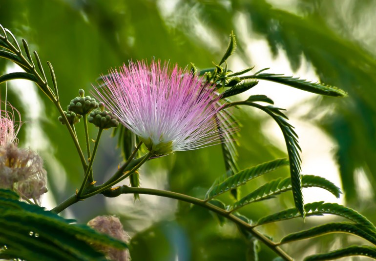 2 Quote A Flower Daily - Mimosa Blossom