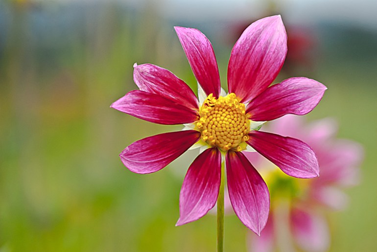 2 Quote A Flower Daily - Pink Dahlia