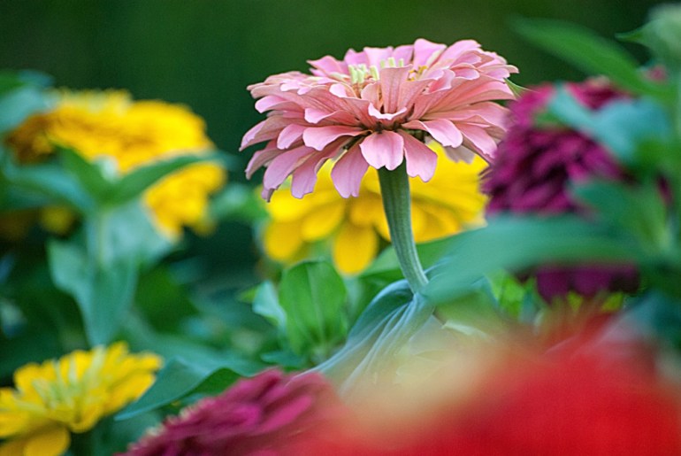 2 Quote A Flower Daily - Pink Zinnia 02