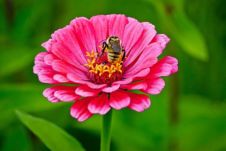 2 Quote A Flower Daily - Pink Zinnia Bee