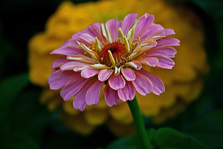 2 Quote A Flower Daily - Pink Zinnia on Yellow