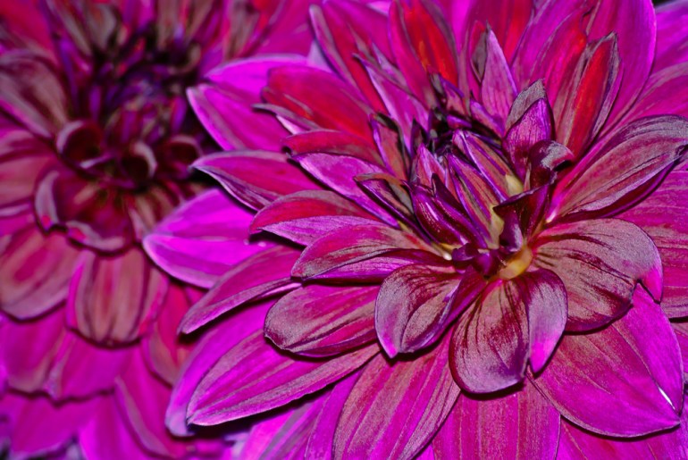 2 Quote A Flower Daily - Purple Dahlia Macro