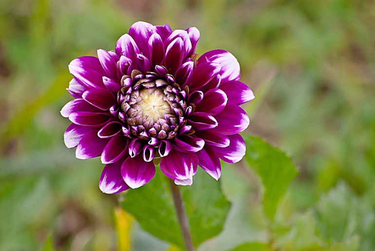 2 Quote A Flower Daily - Purple Dahlia, White Highlights
