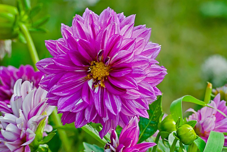 2 Quote A Flower Daily - Purple Dahlia