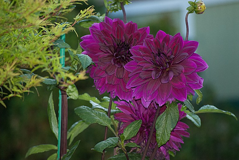 2 Quote A Flower Daily - Purple Dahlias