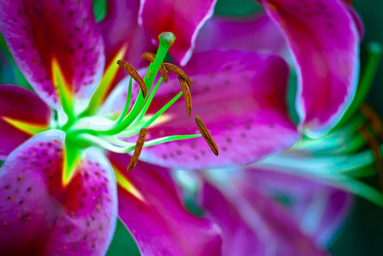 2 Quote A Flower Daily - Purple Lily