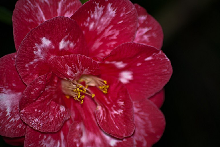 2 Quote A Flower Daily - Red and White Camellia
