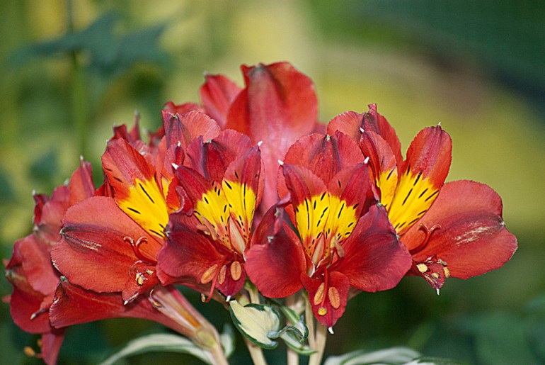 2 Quote A Flower Daily - Red Peruvian Lilies
