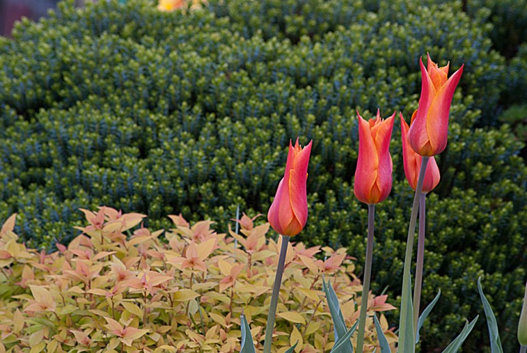 2 Quote A Flower Daily - Red Tulips