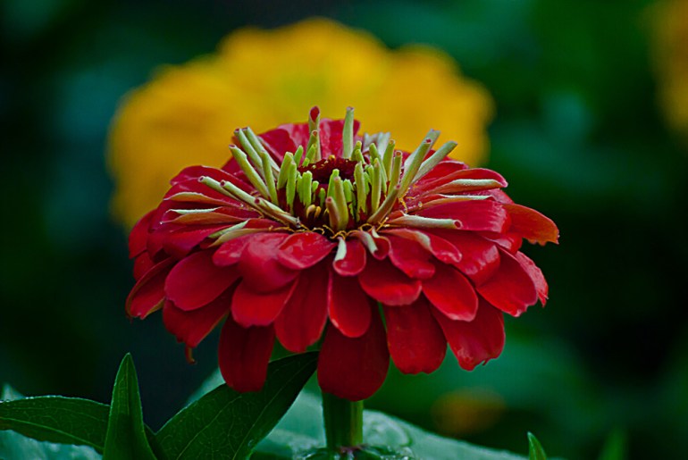 2 Quote A Flower Daily - Red Zinnia