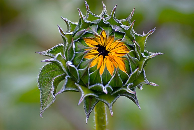 2 Quote A Flower Daily - Sunflower Buds