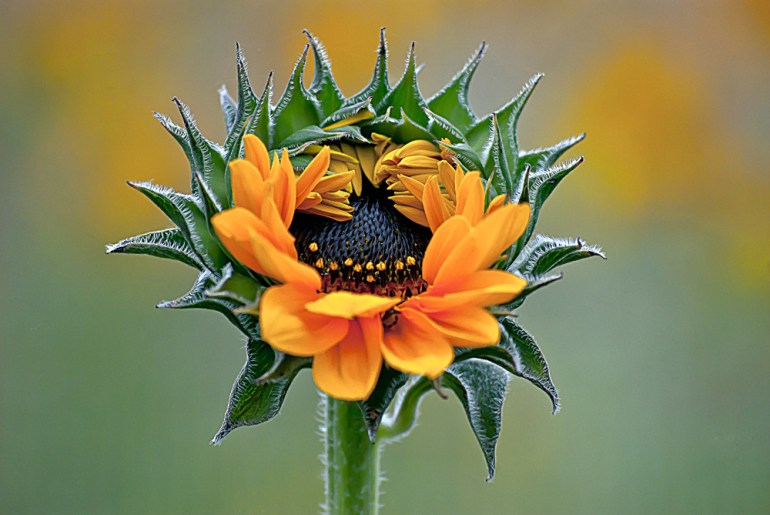 2 Quote A Flower Daily - Sunflower Opens