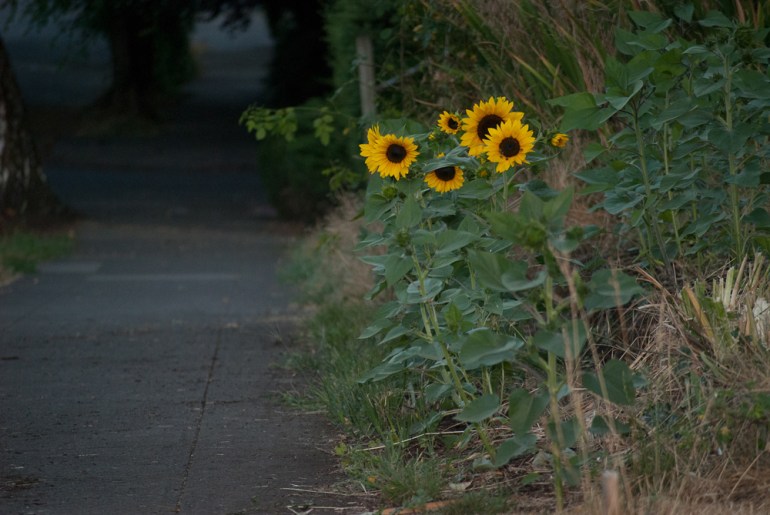 2 Quote A Flower Daily - Sunflower Sidewalk