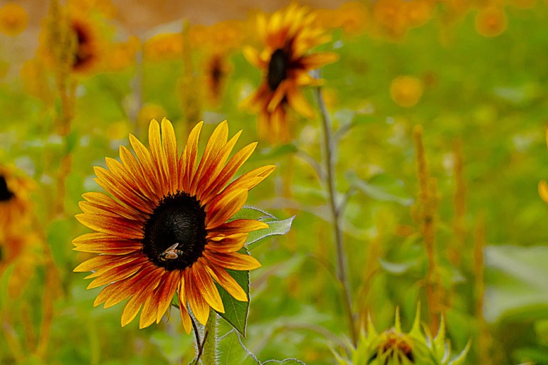 2 Quote A Flower Daily - Sunflower with Bee