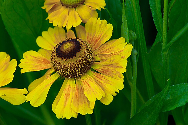 2 Quote A Flower Daily - Yellow Button Flower