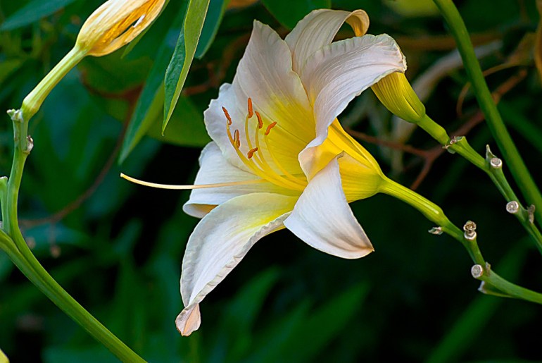 2 Quote A Flower Daily - Yellow Daylily, Hemerocallis