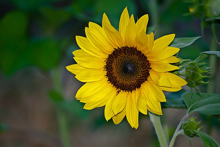 2 Quote A Flower Daily - Yellow Sunflower