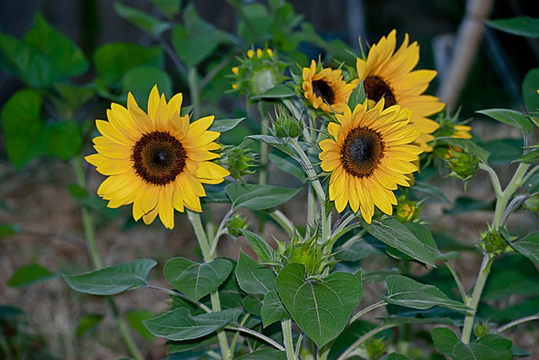 2 Quote A Flower Daily - Yellow Sunflowers