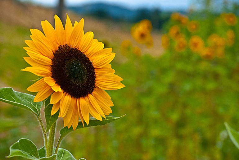 2 Quote A Flower Daily - Yellow Sunflower Field