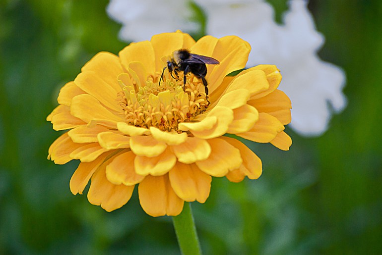 2 Quote A Flower Daily - Yellow Zinnia Bee