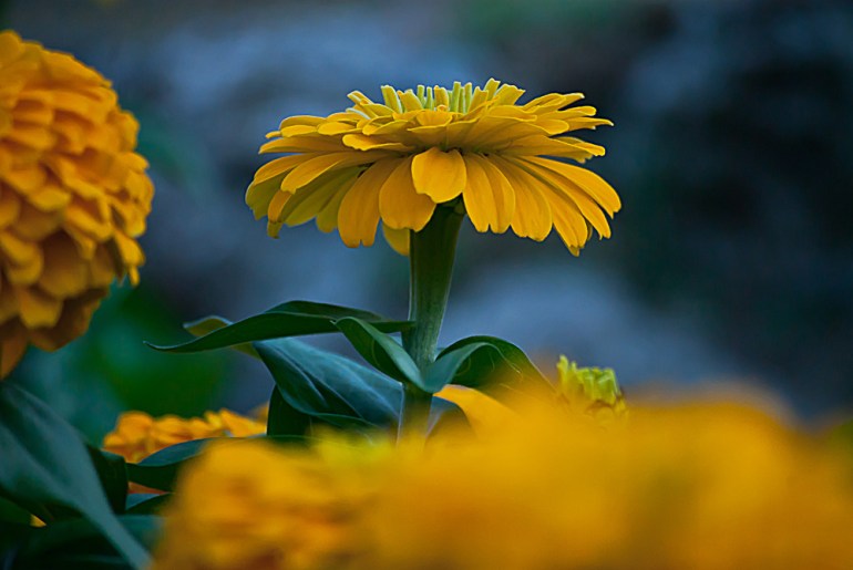 2 Quote A Flower Daily - Yellow Zinnia