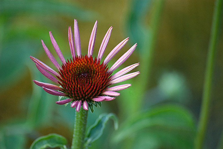 2 Quote A Flower Daily - Youthful Cone Flower