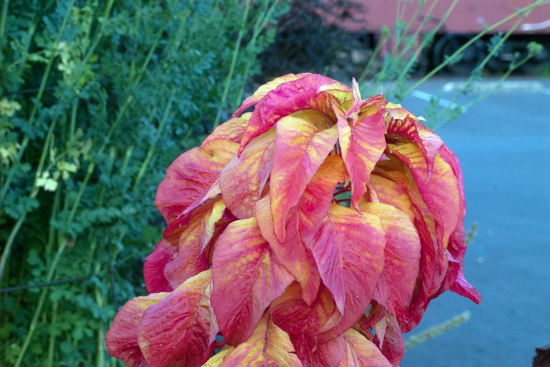 2 Quote A Flower Daily - Amaranth Illumination