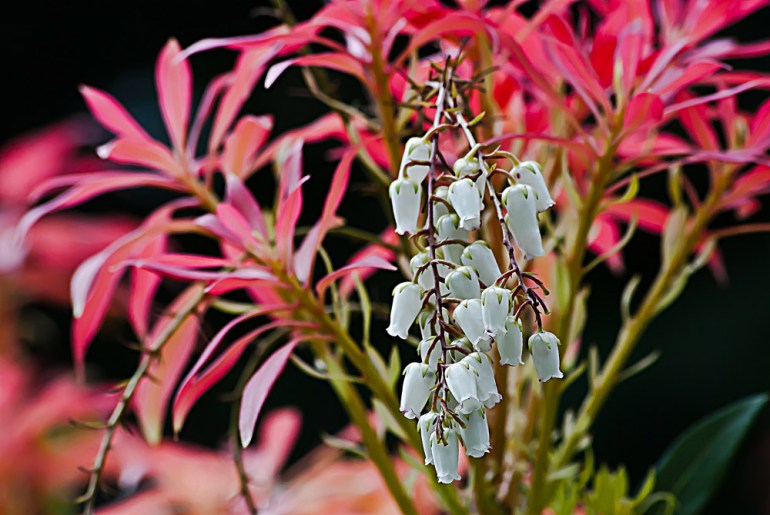 2 Quote A Flower Daily - Andromeda Red