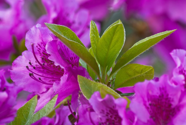 2 Quote A Flower Daily - Azalea 02