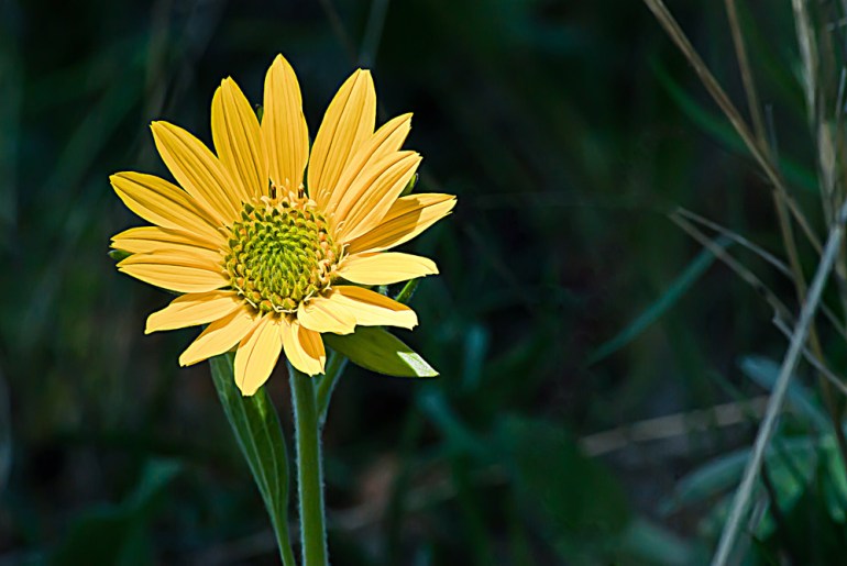 2 Quote A Flower Daily - Balsam Root 02