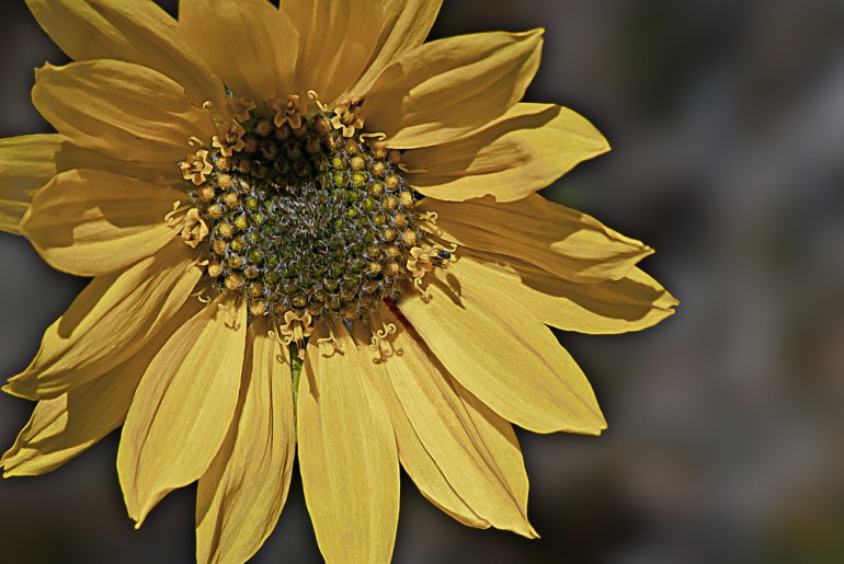 2 Quote A Flower Daily - Balsam Root Macro