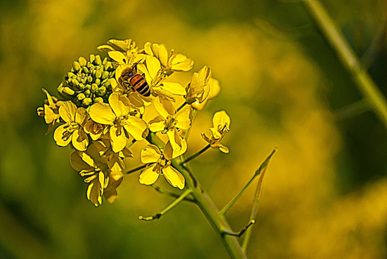 2 Quote A Flower Daily - Bee Mustard 02