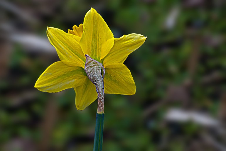 2 Quote A Flower Daily - Behind Daffodil 02