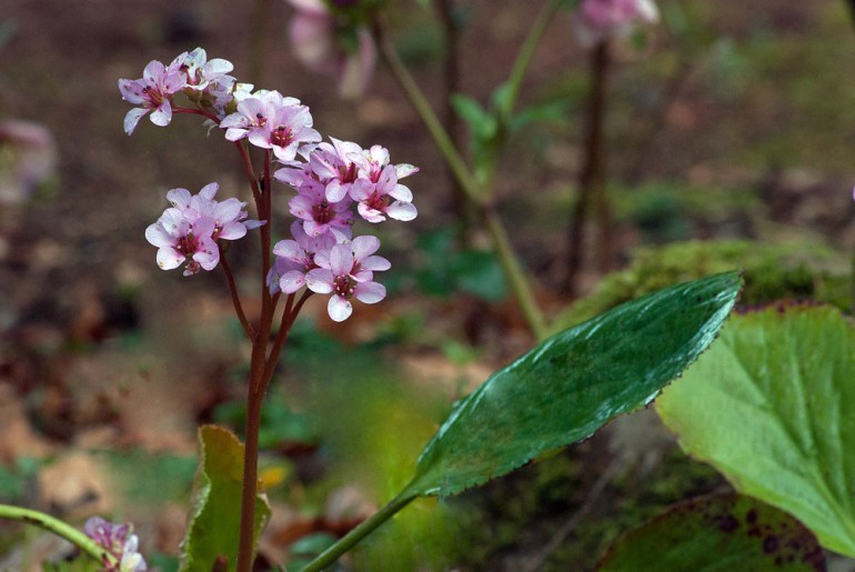2 Quote A Flower Daily - Bergenia