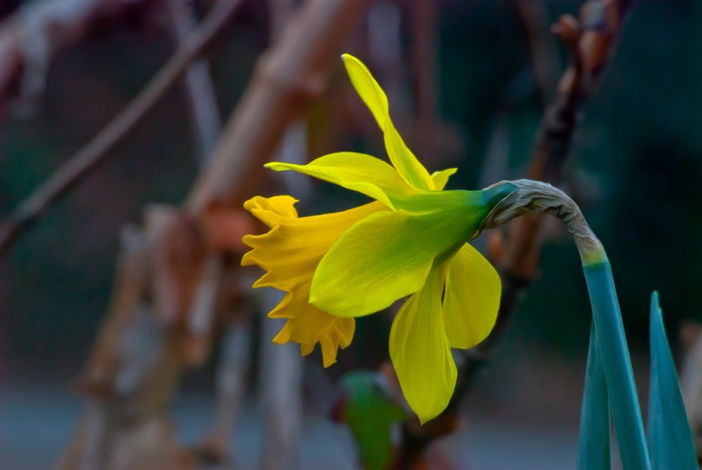 2 Quote A Flower Daily - Behind Daffodil 02