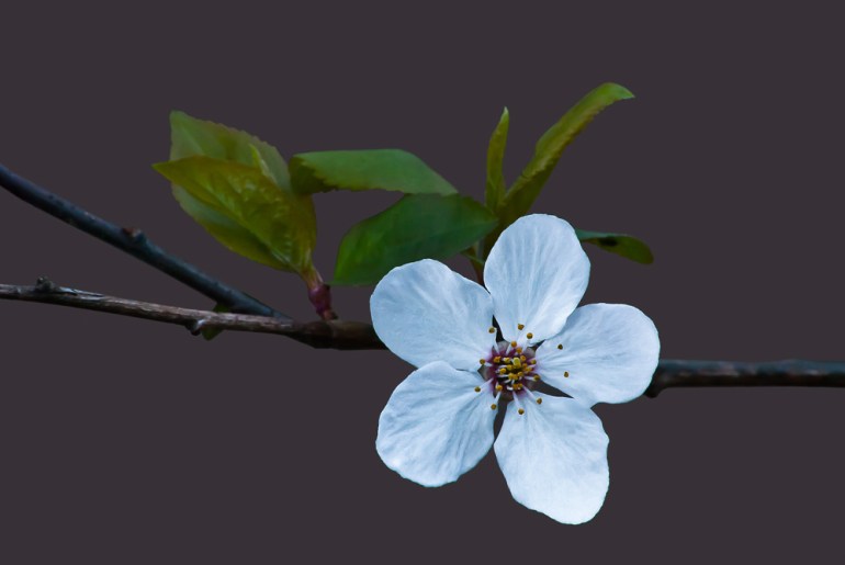 2 Quote A Flower Daily - Blossom Solo