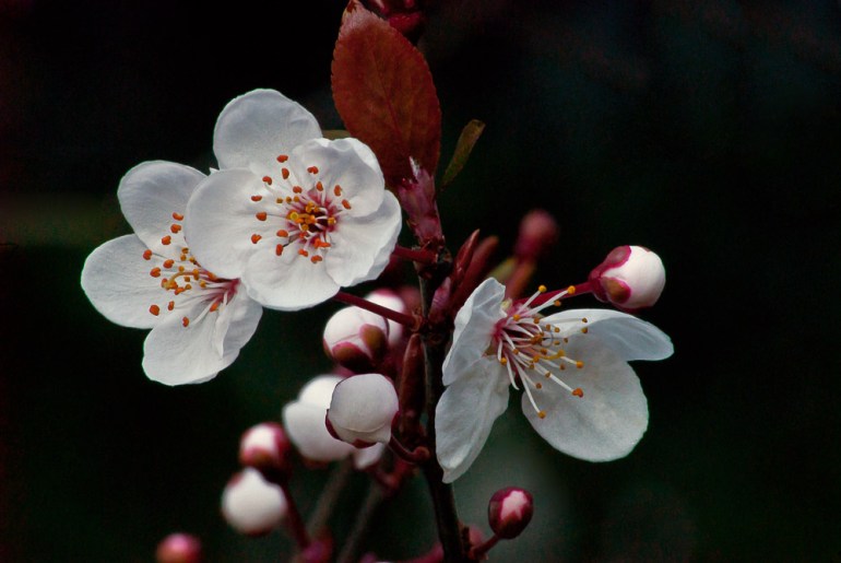 2 Quote A Flower Daily - Blossom Trio