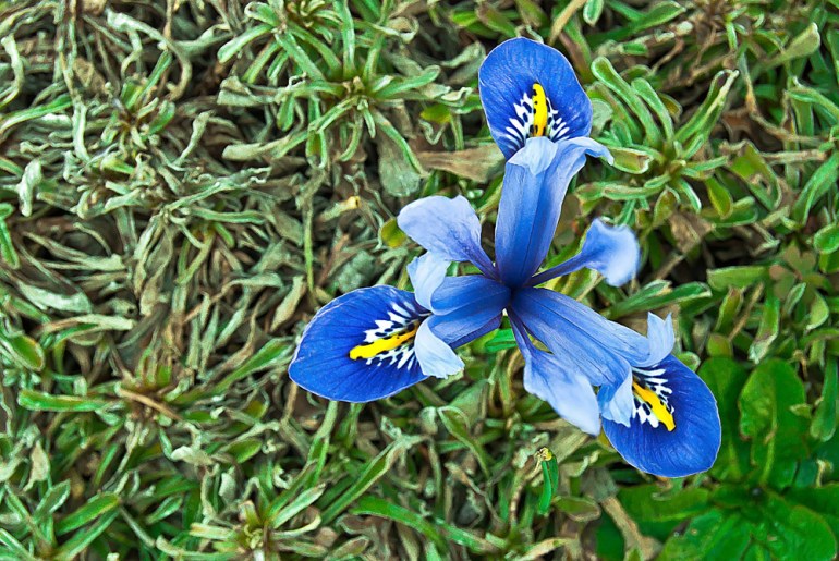 2 Quote A Flower Daily - Blue Iris Vartanii