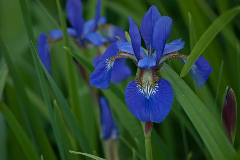 2 Quote A Flower Daily - Blue Iris reticulata
