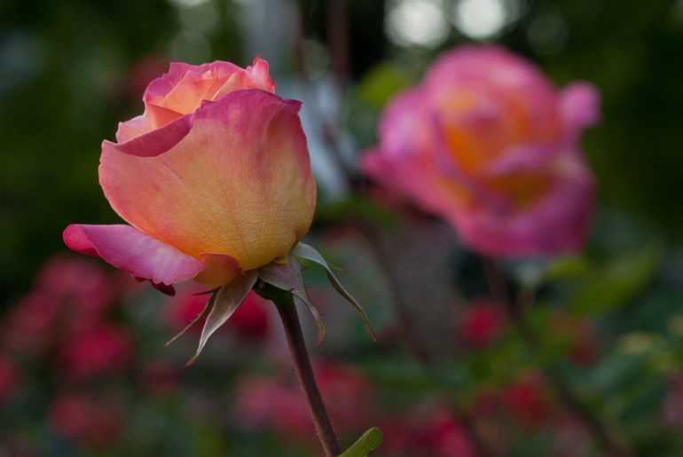 2 Quote A Flower Daily - Broadway Rose 02