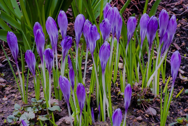 2 Quote A Flower Daily - Bunch of Crocus