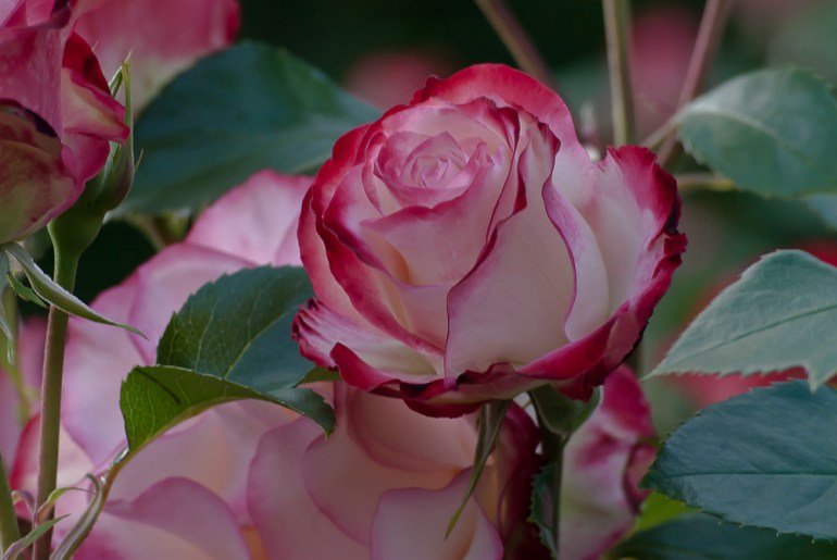 2 Quote A Flower Daily - Cherry Parfait Rose 02