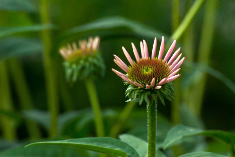 2 Quote A Flower Daily - Cone Flower Buds 02
