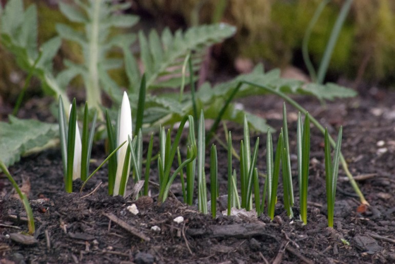 2 Quote A Flower Daily - Crocus Bud -2