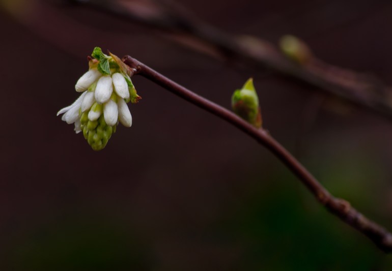 2 Quote A Flower Daily - White Currant