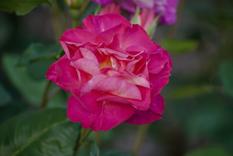 2 Quote A Flower Daily - Cutta the Blue Rose