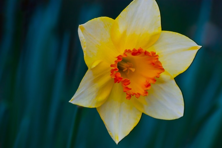 2 Quote A Flower Daily - Daffodil 02